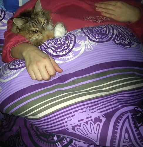 Luna liegt gerne unter der Decke in meinem Arm