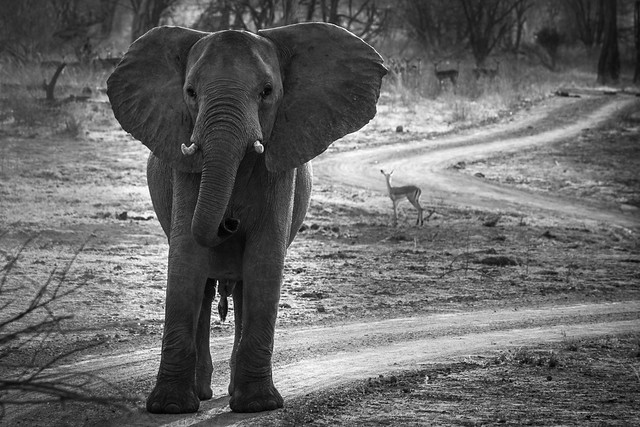Elephants - South Luangwa - Zambia