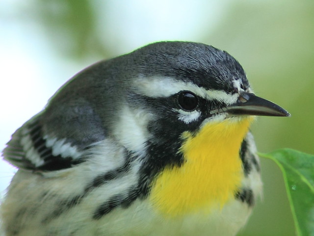 Yellow-throated Warbler 11-20120924