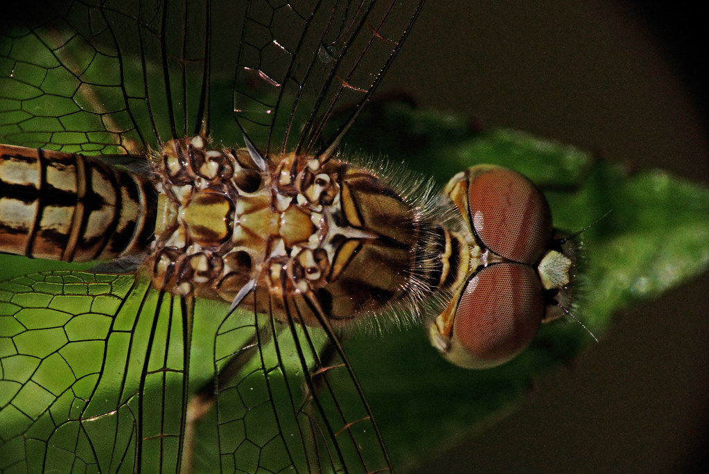 Dragonfly With Those lenses