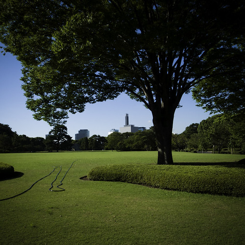 Tree, Garden Hose, Meadow, Imperial Palace, Tokyo