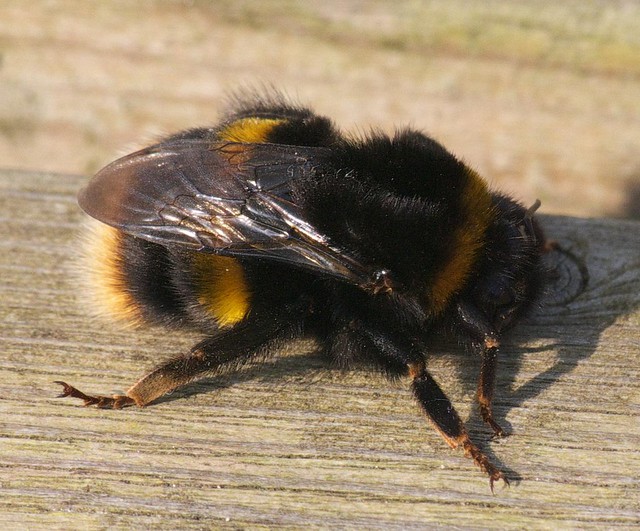 DSC_4289 Large Earth Humble Bee (Bombus Terrestris)