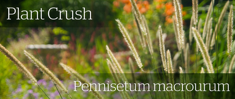 pennisetum macrourum header