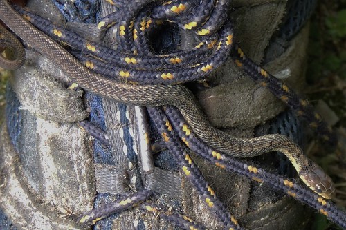 Shoelace Snake!