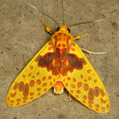 Tiger Moths of Ecuador