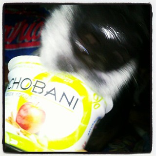 Have you sniffed out your @chobani today? #chobanipowered #nose #sniffer #dogs #food #rescue #adoptdontshop #dogstagram #happydog #breakfast
