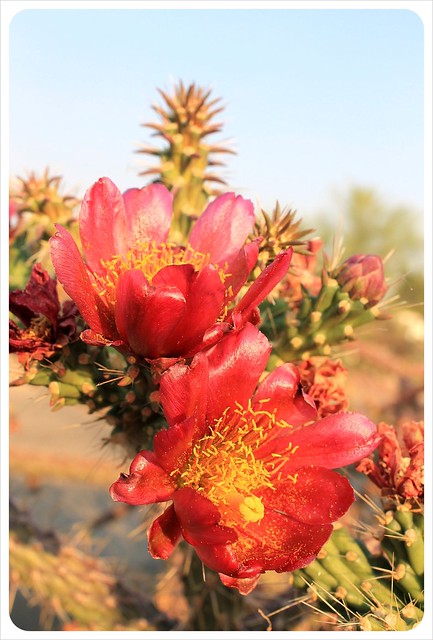 tucson cactus flower
