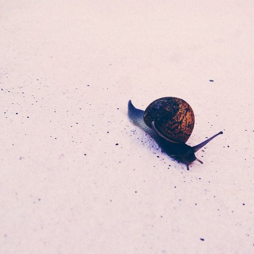 Zachary and I found this #snail in the #backyard this morning before school and had a mini #science lesson. #vscocam