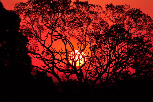 無料写真素材|自然風景|朝焼け・夕焼け|樹木|太陽