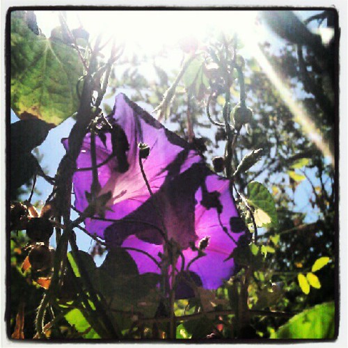 #Morningglories #garden #sun #sunbeams #light #seethrough #suburbanlife #homestead. #purple