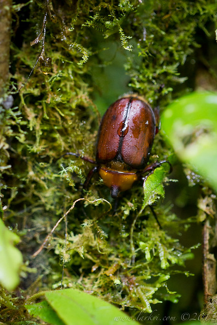 Beetle, Canopy Layer, Monteverde Cloudforest National Park, Costa Rica, 2012