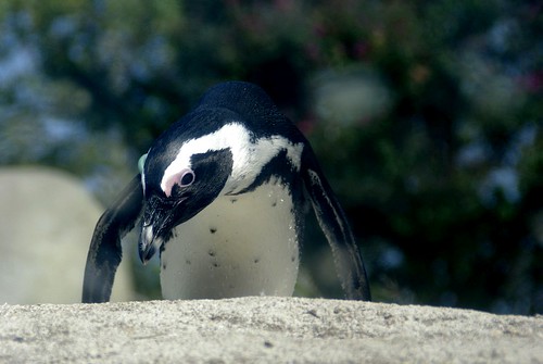 Pinguino by Roberta Salamone (Starfish) Photography