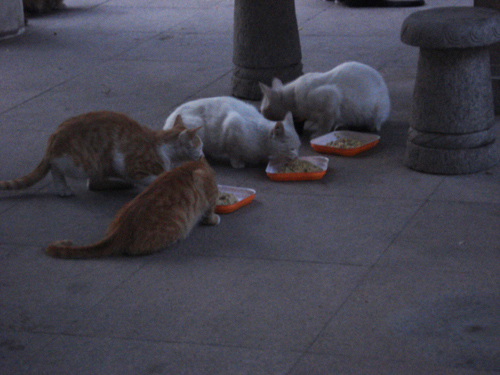 Cats in Shenyang, China _ 0168