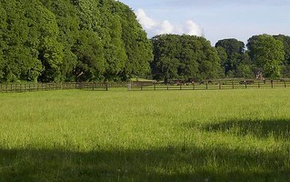 What you want in a paddock - plenty of grazing, strong, visible fencing and established trees.