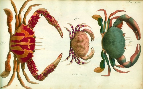 010-Â Versuch einer Naturgeschichte der Krabben und Krebse- 1790- Johann Friedrich Wilhelm Herbst- Humboldt University