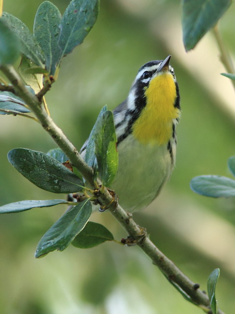 Yellow-throated Warbler 09-20120924