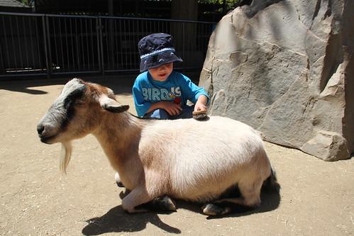 Olsen brushes his goat