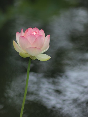 lotus 2012