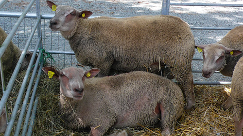France, sheep
