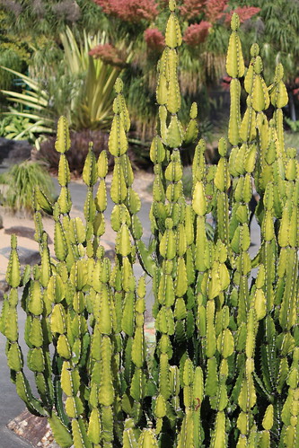 Euphorbia kamerunica by tanetahi