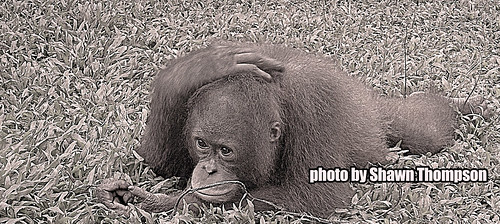 orangutan musing by IntimateApe
