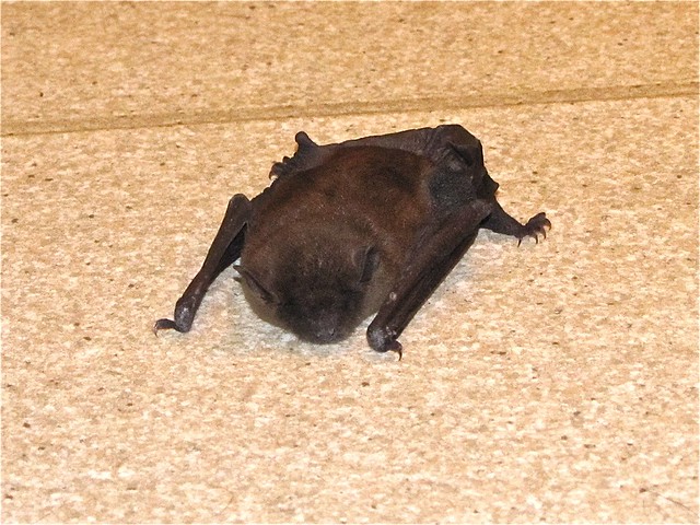 Bat on the Kitchen Floor 03