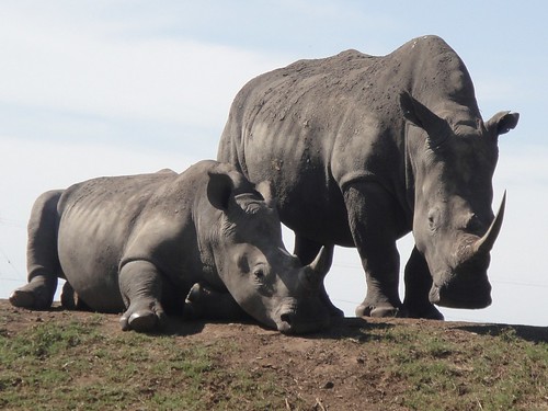 Rhinos at Tala Game Reserve, Kwazulu Natal, South Africa