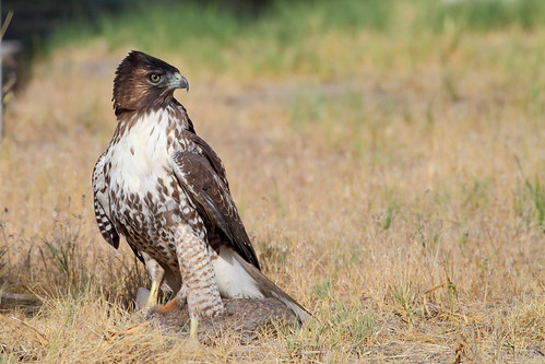Red-tailed Hawk immature by Johnrw21