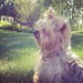 someone needs a haircut! ~ #dog #yorkie #Android #instagram