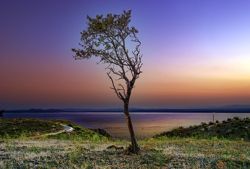 無料写真素材|自然風景|樹木|朝焼け・夕焼け
