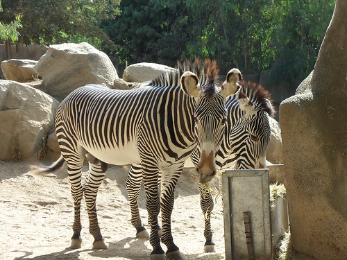 Zebras at the San Diego Zoo