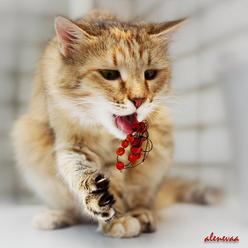 Charlize plays with rowan beads.. by alenevaa