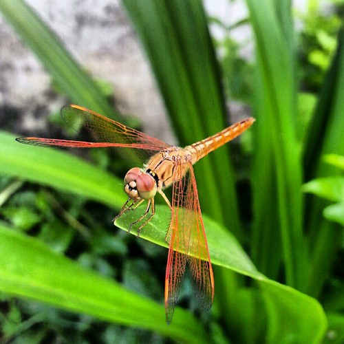 Dragonfly (no zoom) by thomaswanhoff