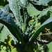 20120916 Kale dinosaur, lacinato posted by chipmunk_1 to Flickr