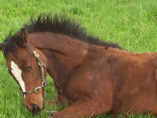 Foal snoozing