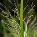 fall panic grass in bloom posted by ophis to Flickr