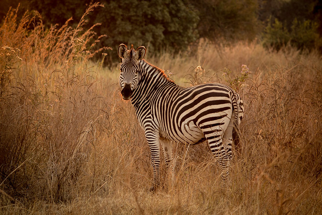 Zebra - South Luangwa - Zambia