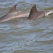 Cape May Dolphins