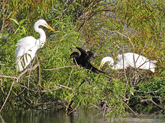 Great Egret and Anhinga in St. Augustine, FL