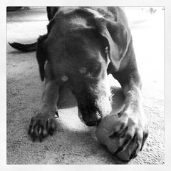 Lola getting her lick on! #breakfast #kong #peanutbutter #dogtreat #instadog #petstagram #dogs #dogstagram #rescue #adoptdontshop #happydog