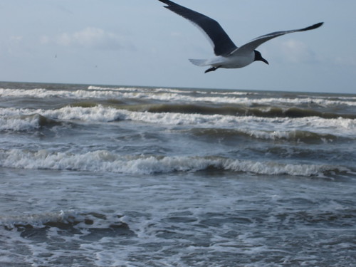Seagull of the Ocean