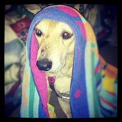 Sophie is NOT a fan of the #rain  #dogs #dogstagram #dogsofinstagram #instadog #petstagram #unhappy #summer