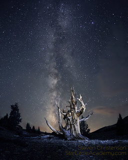 Harold's Tree Snuggles into the Milky Way [C_061999]