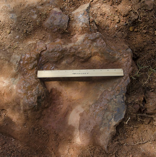 Nodosaur Footprint Verified