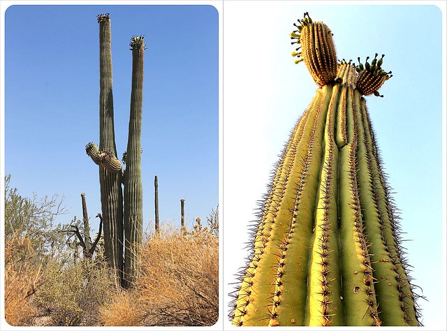 saguaro cactus sonoran desert