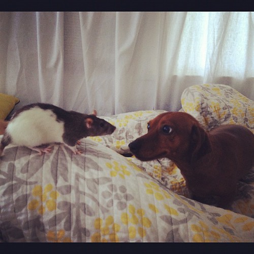 Dog meets rat