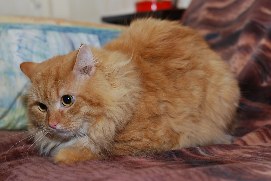 Тимофей, рыжий кот