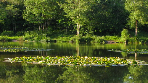 Lilies in a Reflection