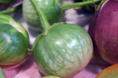 striped green eggplants 057