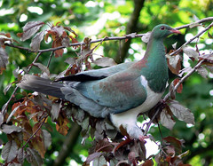 Palomas y Torcazas (Pigeons & Doves) favoritas